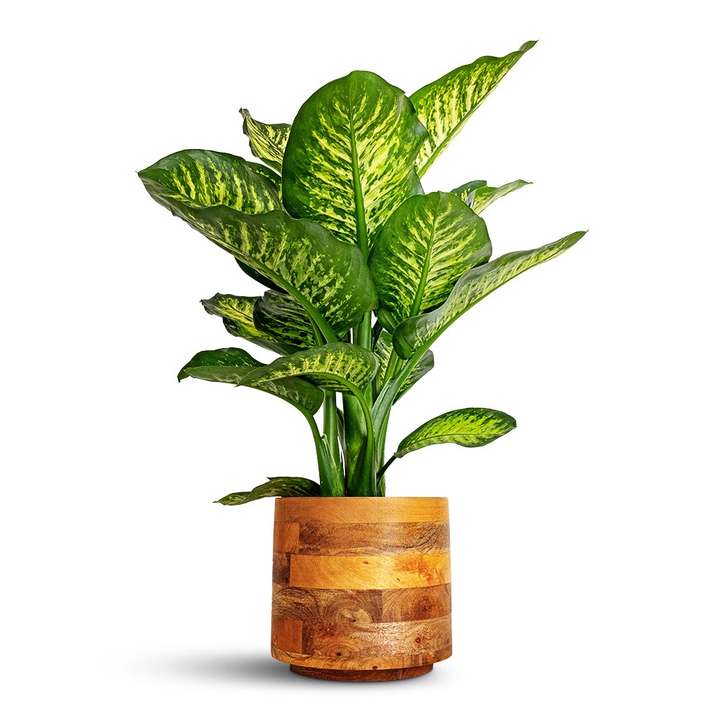 خرید گیاه دیفن باخیا