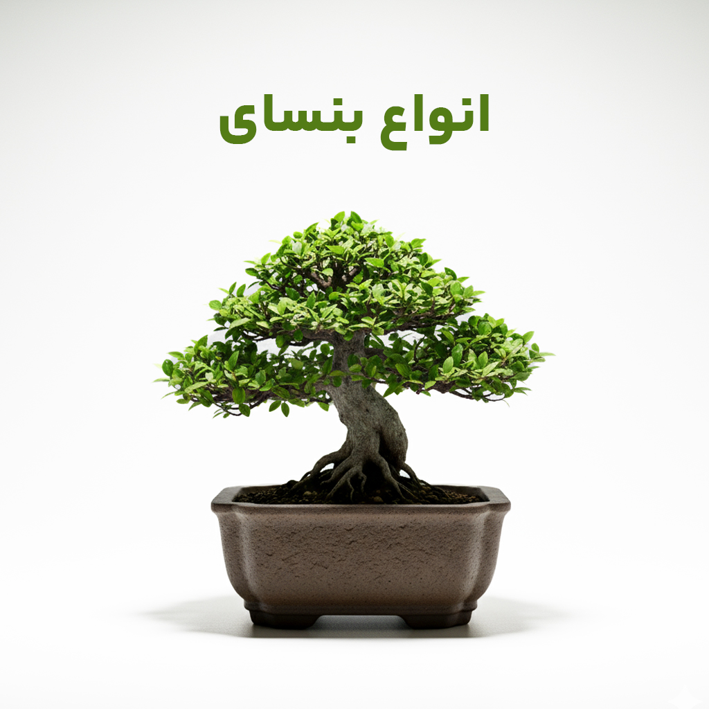 گیاه بونسای