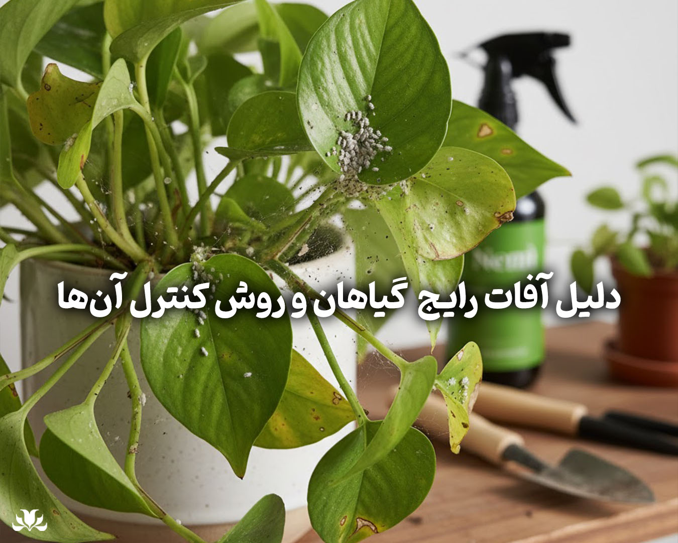 دلیل آفات رایج و روش‌های طبیعی کنترل آن‌ها