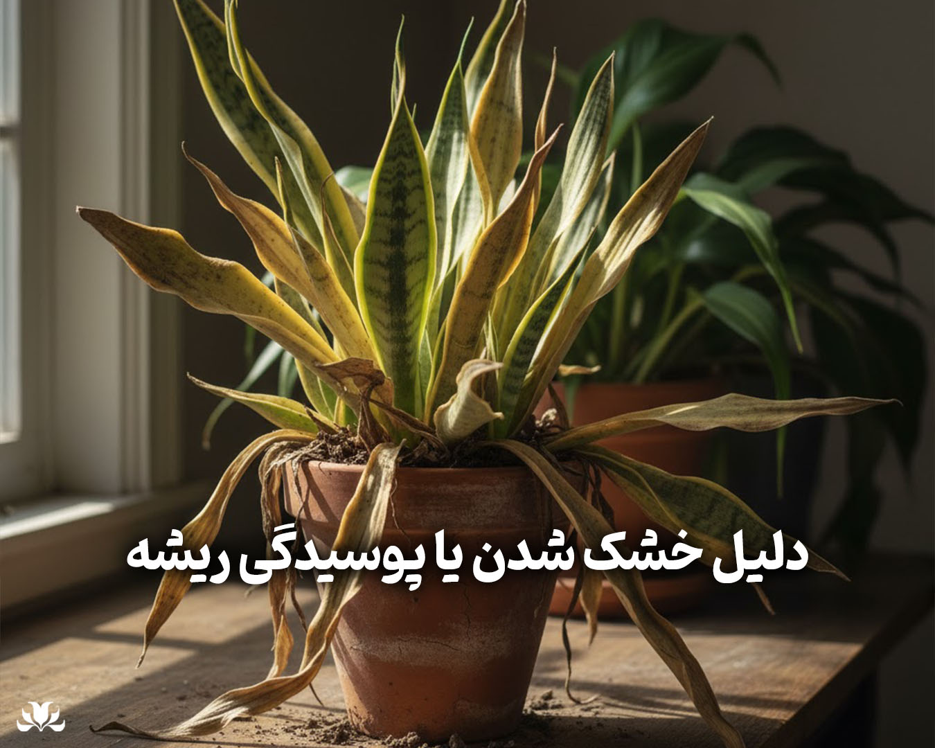 دلیل خشک شدن و پوسیدگی ریشه گیاه و راه حل آن