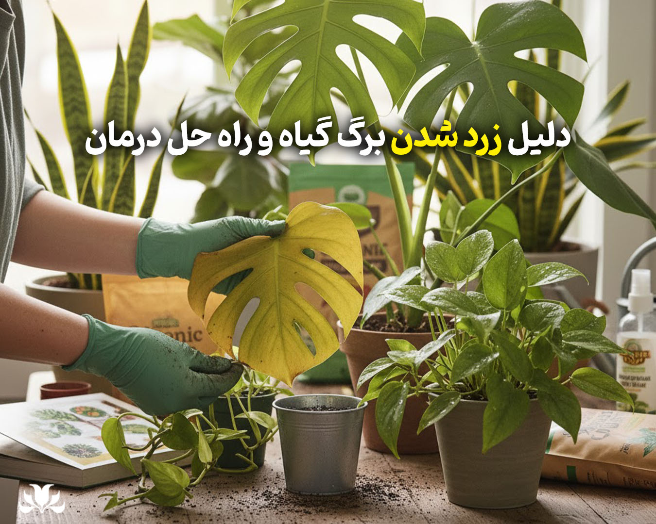 دلیل زرد شدن برگ گیاهان و راه حل آن