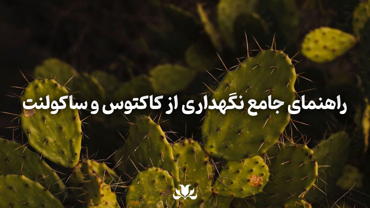 راهنمای جامع نگهداری از کاکتوس و ساکولنت‌