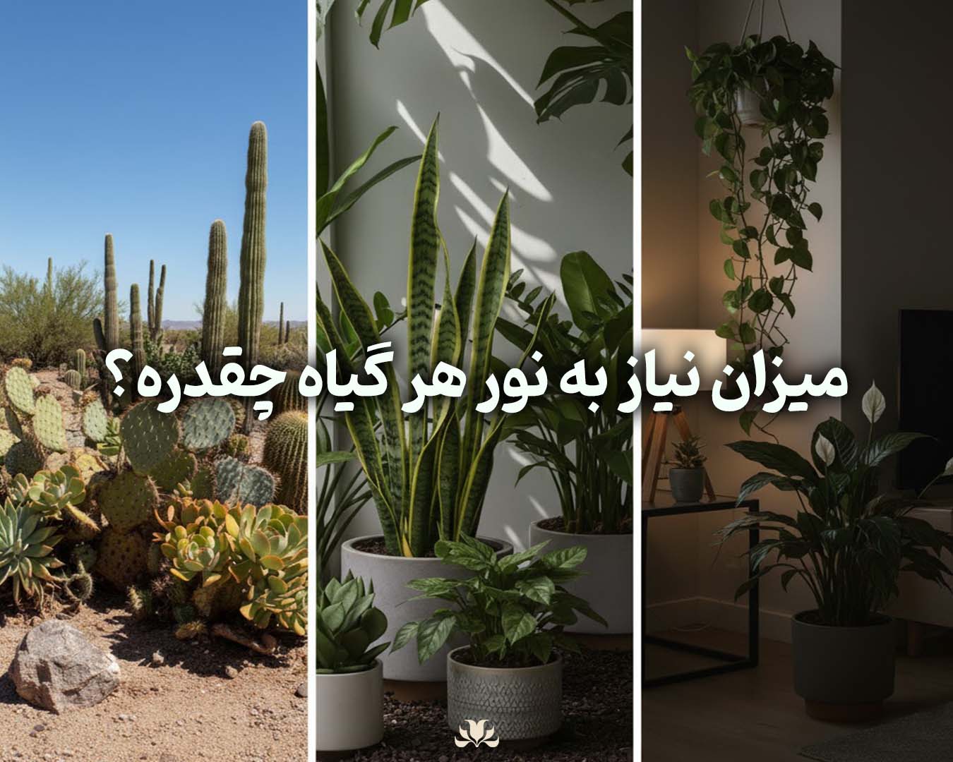 میزان نیاز به نور هر گیاه چقدره؟