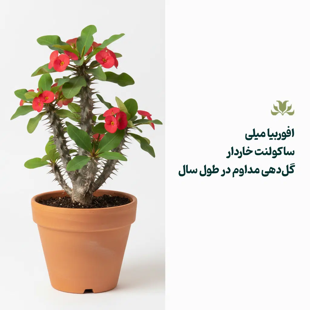 کاکتوس آفوربیا میلی