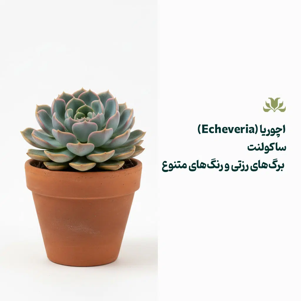 کاکتوس آچوریا