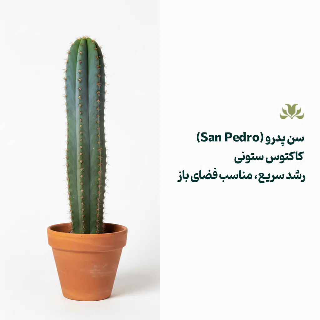 کاکتوس سن پدرو