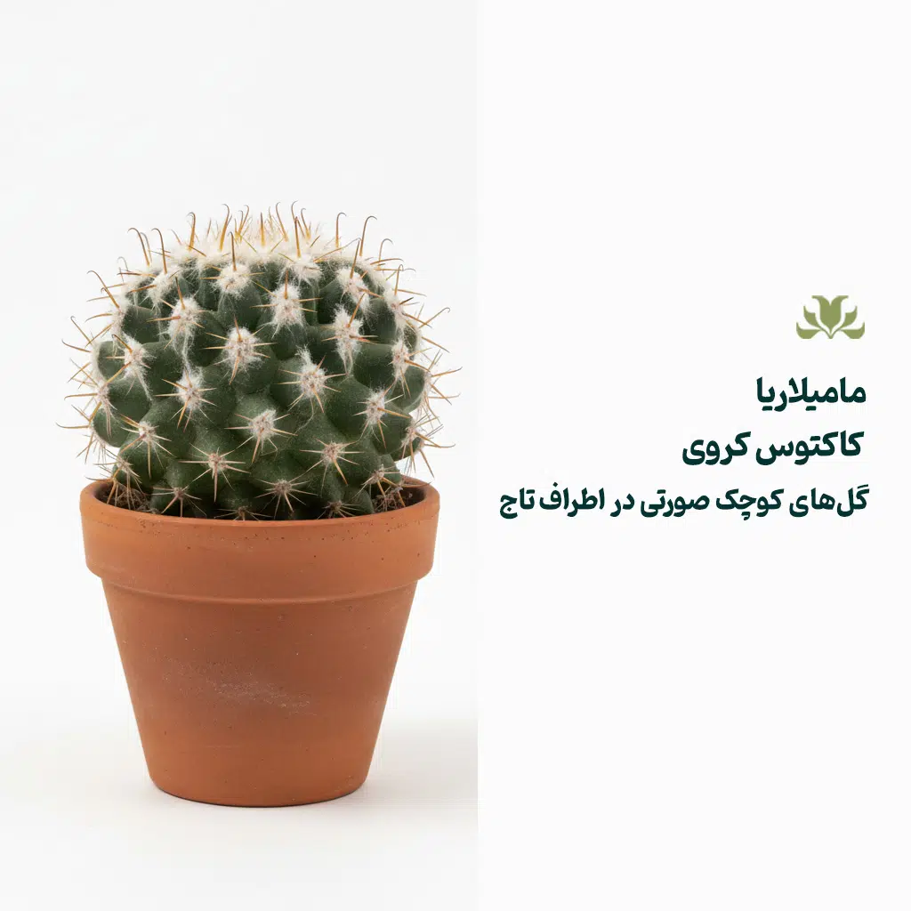 کاکتوس مامیلاریا
