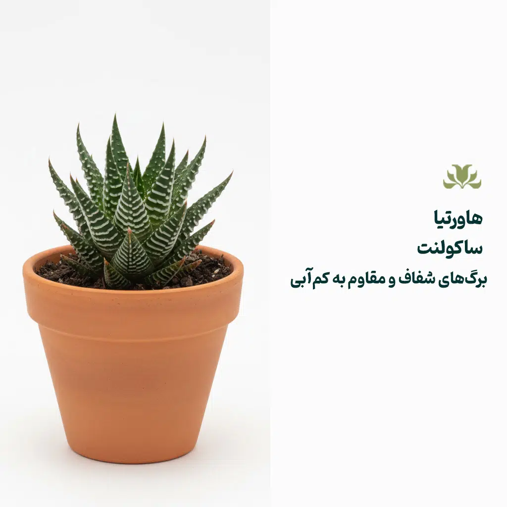 کاکتوس هاورتیا
