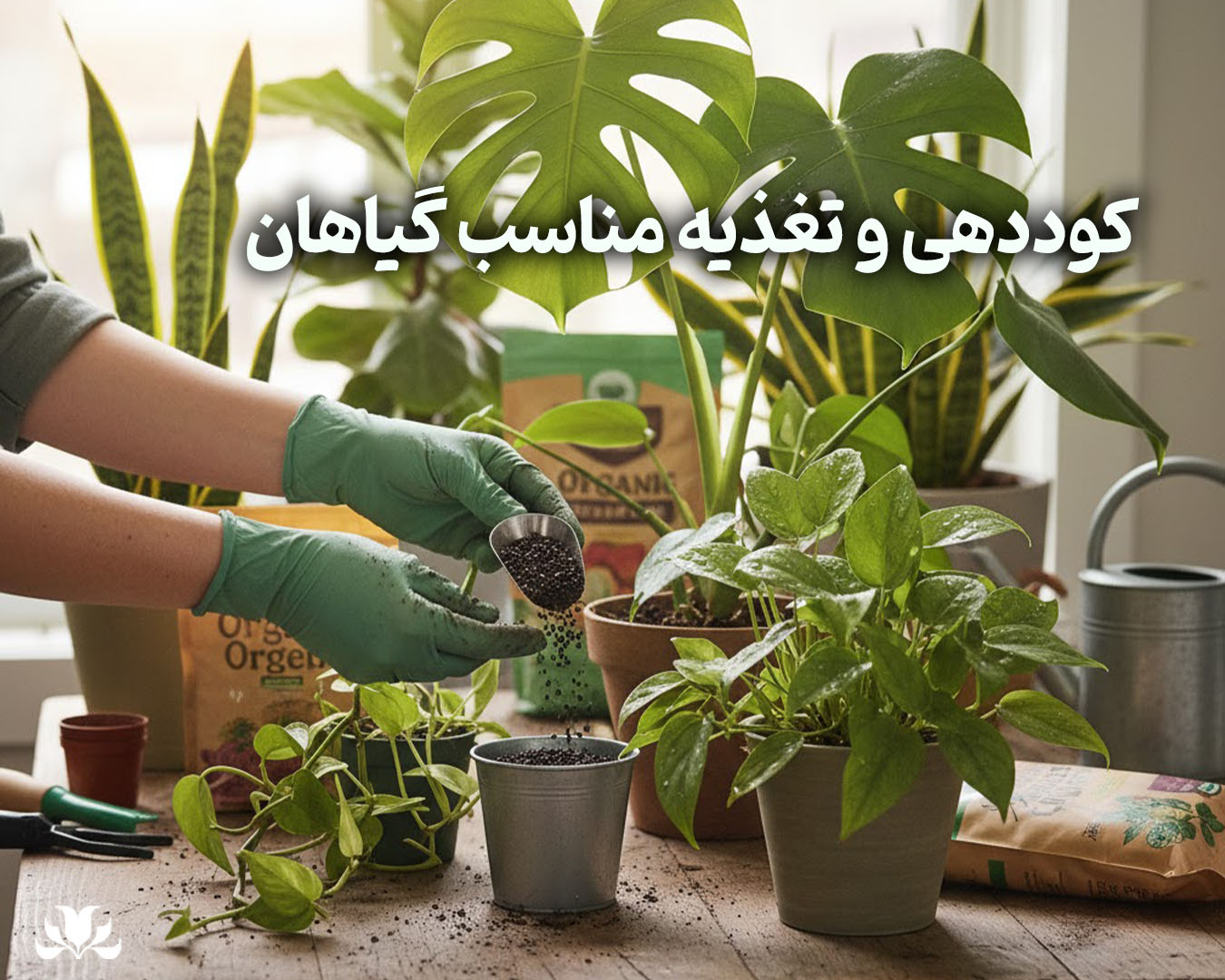 کوددهی و تغذیه مناسب گیاهان