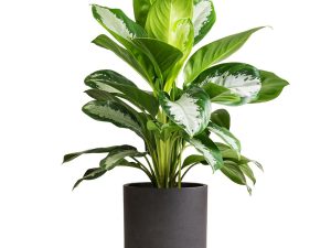 خرید گیاه آگلونما سیلور لیدی