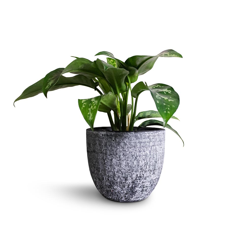 خرید گیاه آگلونما ماریا