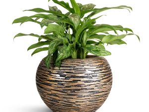 خرید گیاه آگلونما ماریا