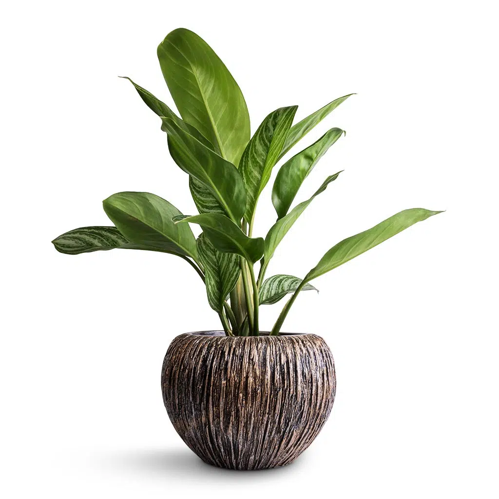 خرید گیاه آگلونما ببری