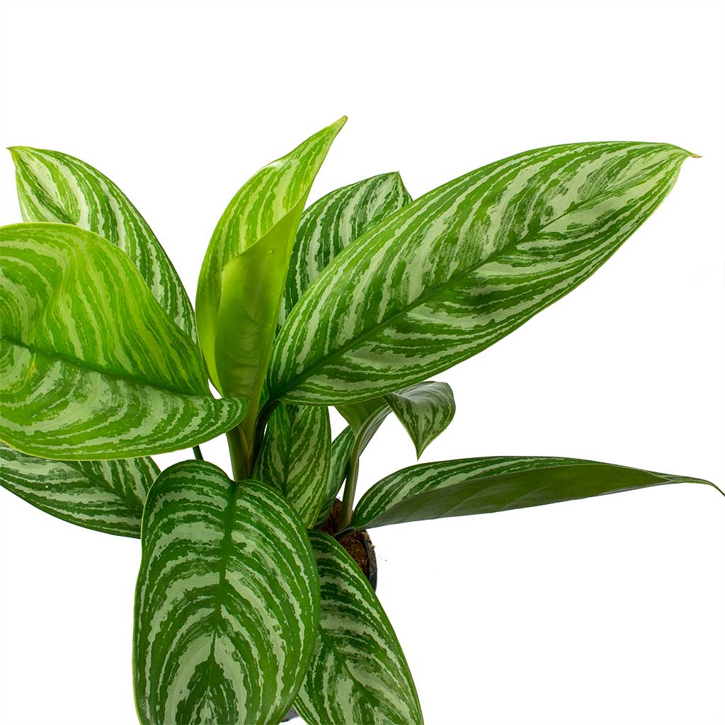 برگ گیاه آگلونما ببری
