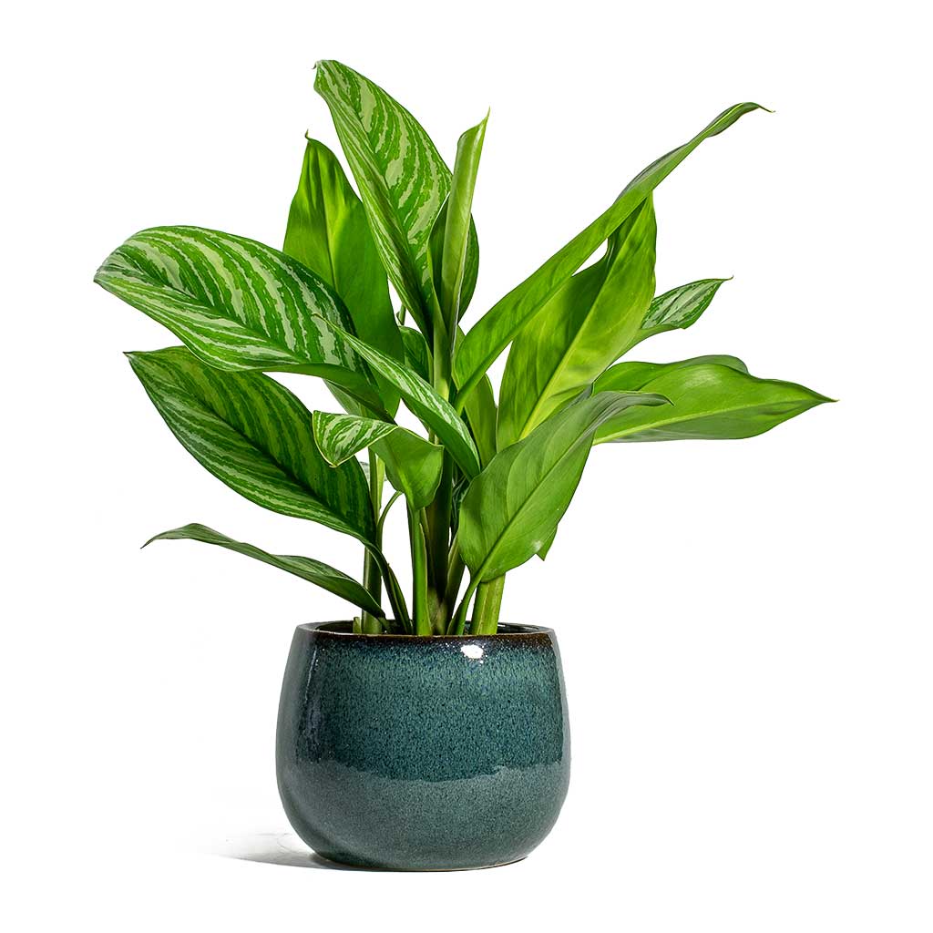 خرید گیاه آگلونما ببری