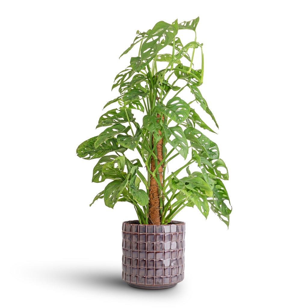 مونسترا آدانسونی (پنیر سوئیسی)