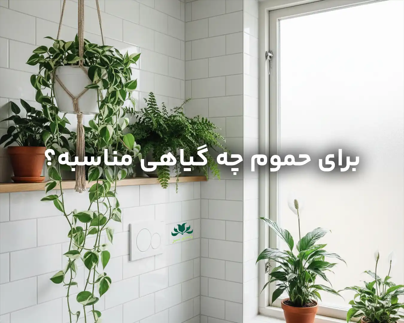 برای حموم چه گیاهی مناسبه؟