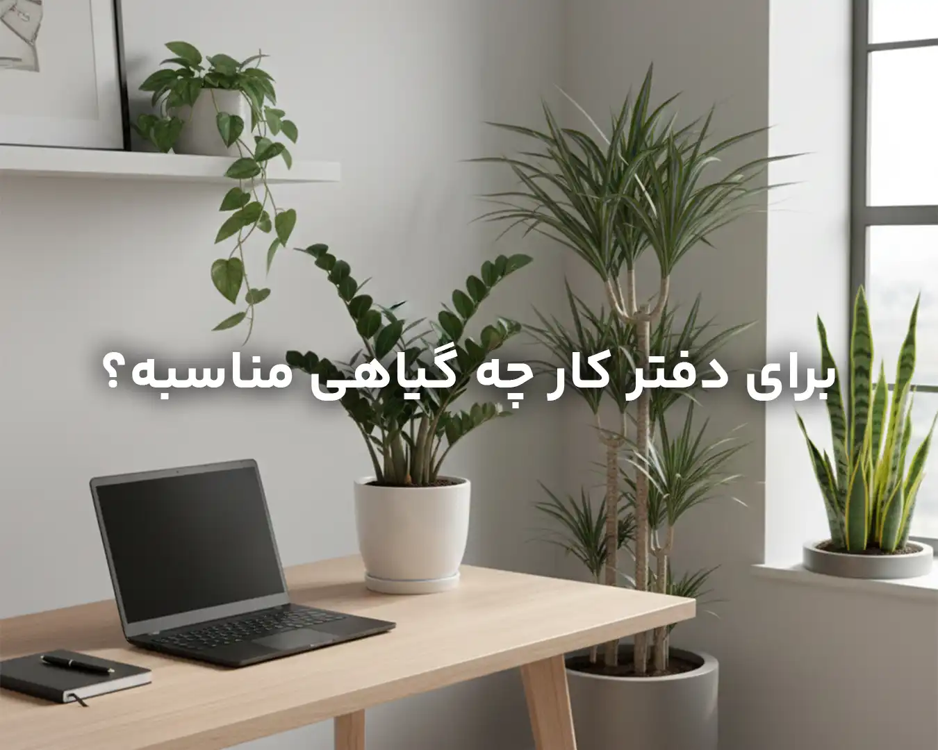 برای دفتر کار چه گیاهی مناسبه؟