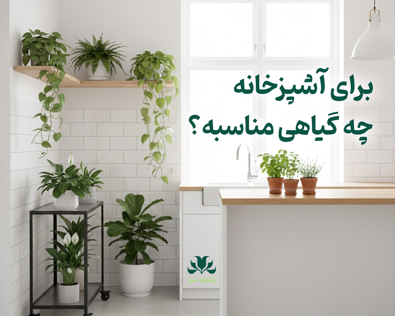 راهنمای انتخاب و نگهداری گیاهان مناسب آشپزخانه برای نور کم، گرما و رطوبت بالا
