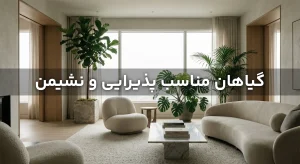گیاهان مناسب پذیرایی و نشیمن با دکوراسیون شیک