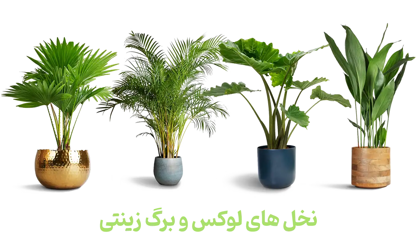 نخل-های-لوکس-و-برگ-زینتی