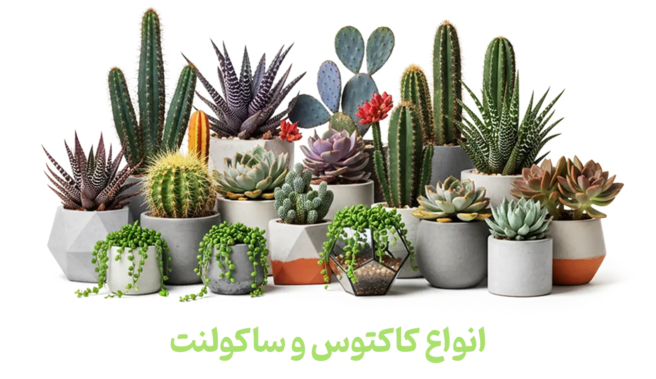 انواع کاکتوس و ساکولنت