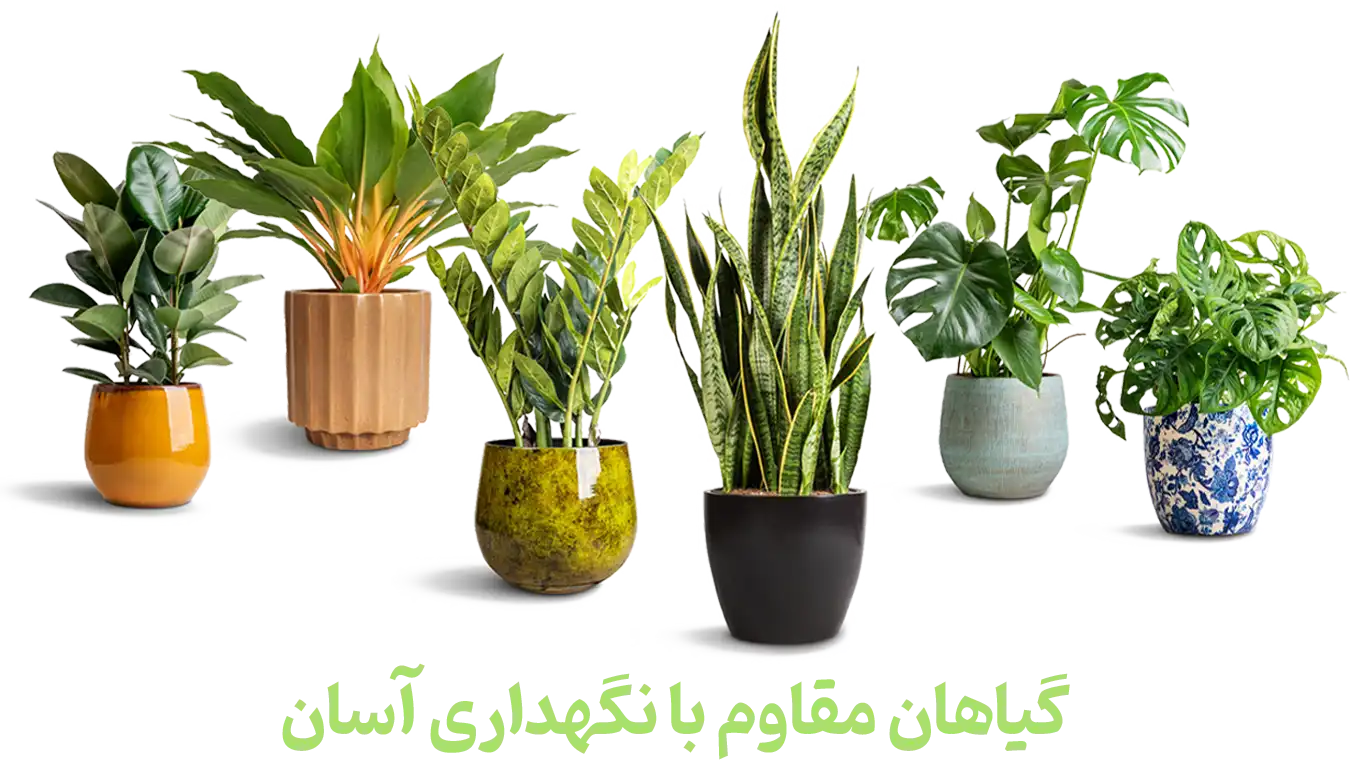 گیاهان-مقاوم-با-نگهداری-آسان-1